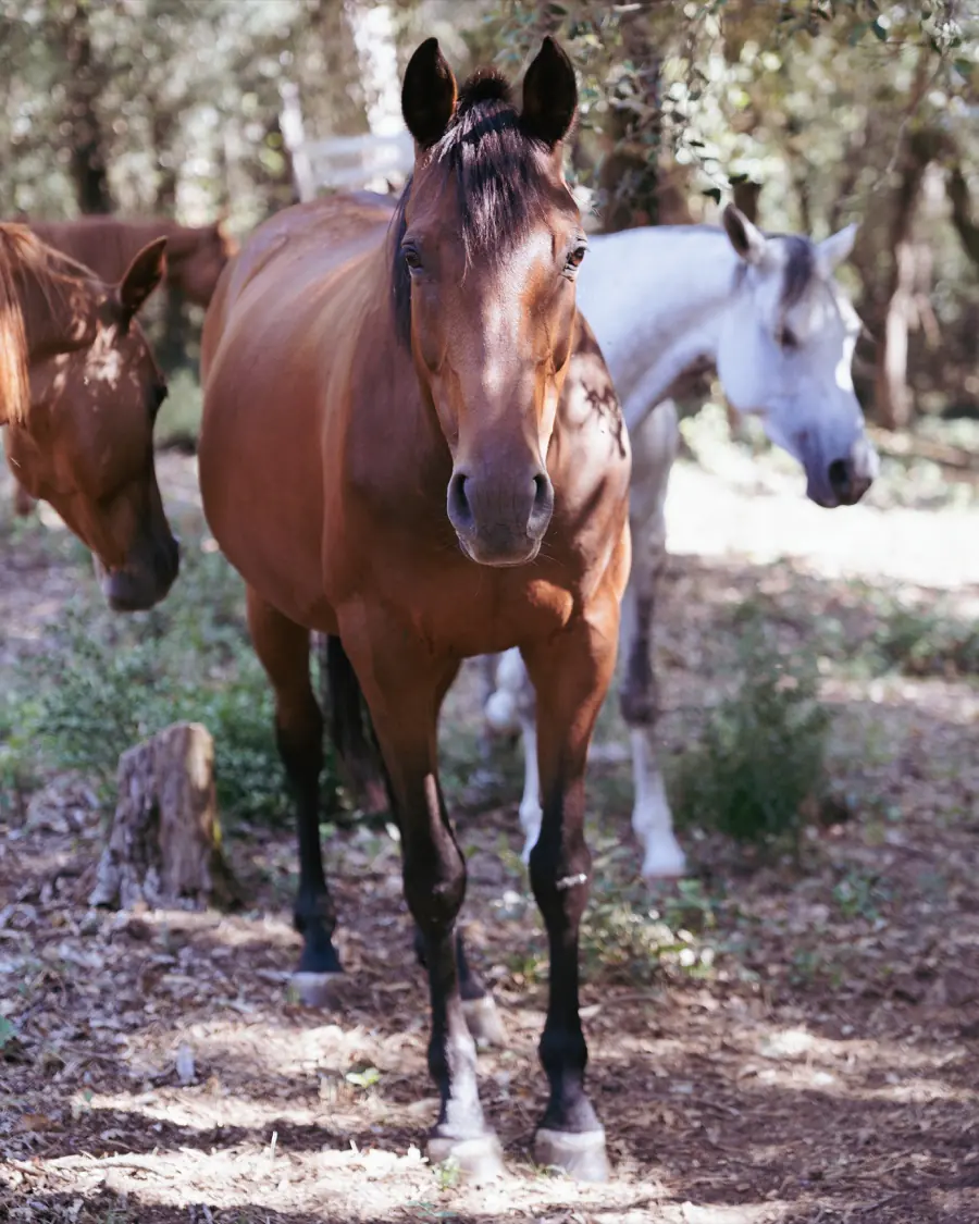 Endurance horses resting in the shade at the Girona base