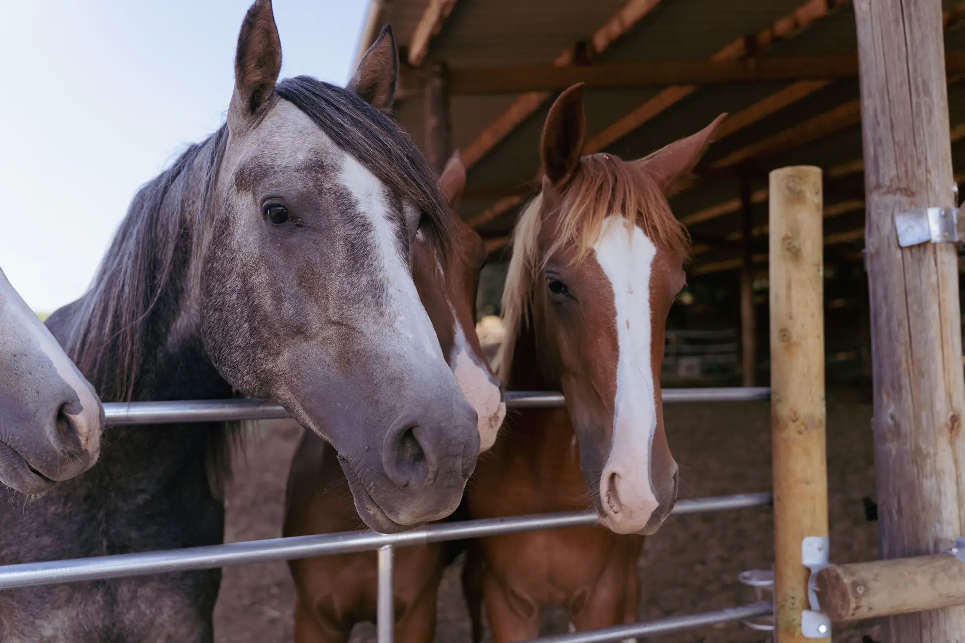 Endurance horses at the fence in the late afternoon light