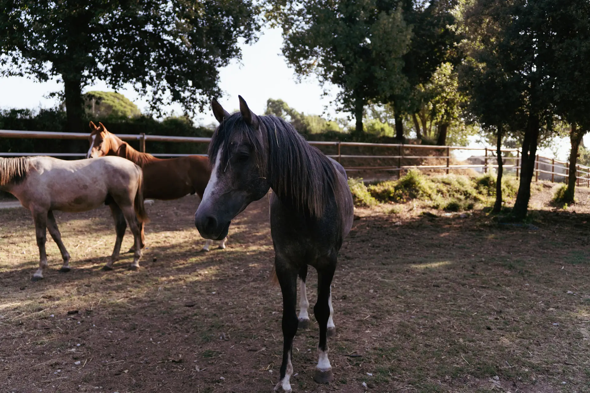 Endurance horses in the paddock at the AH Endurance Team base