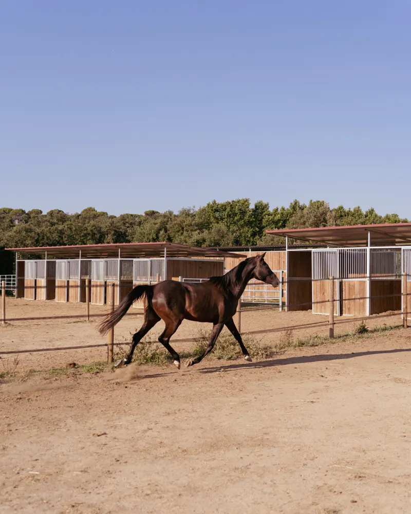 Eleanor Elna, FEI endurance mare