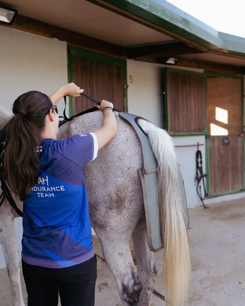 B&aacute;rbara preparing a horse for the water treadmill