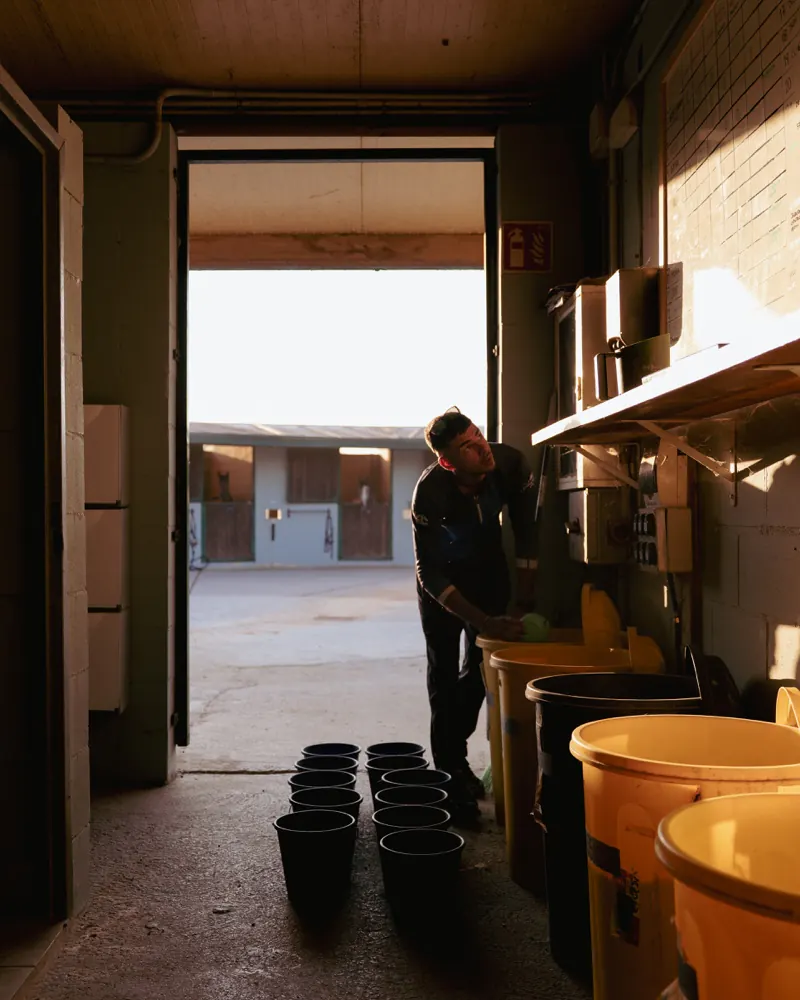 Oriol preparing feed in the stable corridor
